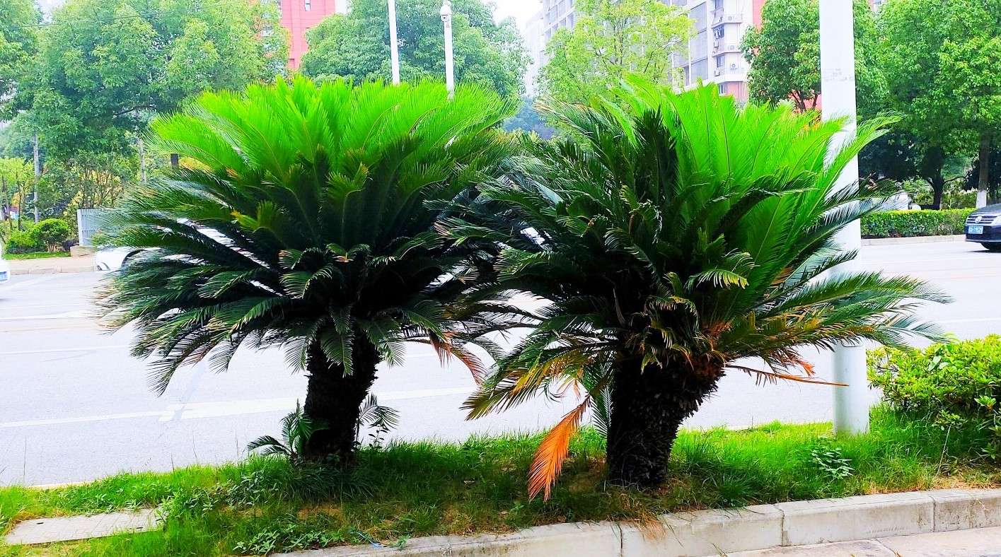 铁树分公铁树母铁树吗,铁树有雄铁树和雌铁树