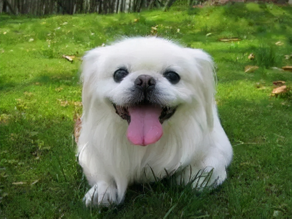 长不大的小白狗是什么狗,世界上小的狗都有哪一种