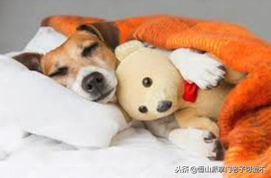 家里冷狗狗幼犬怎么保暖比较好,家里狗狗怎样才干净