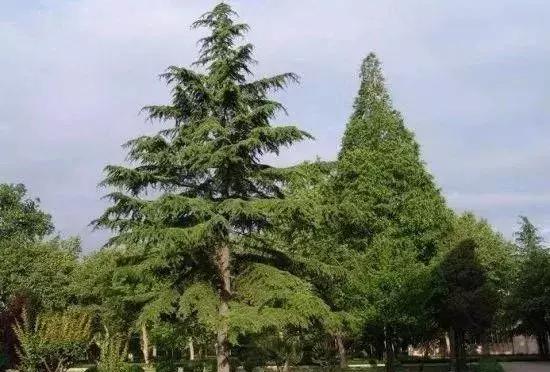 绿化苗木树种名称,绿化苗木大全名称及图片