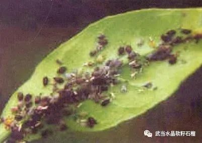 石榴生虫的视频,石榴生虫用什么方法好