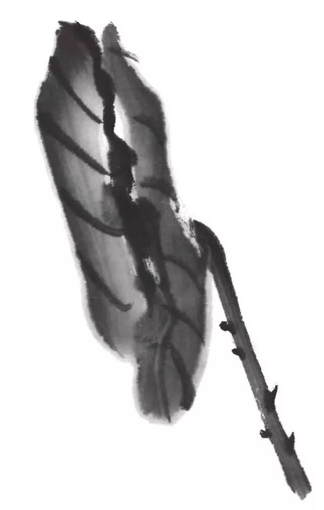 白描荷花100幅画法,荷花的画法白描图