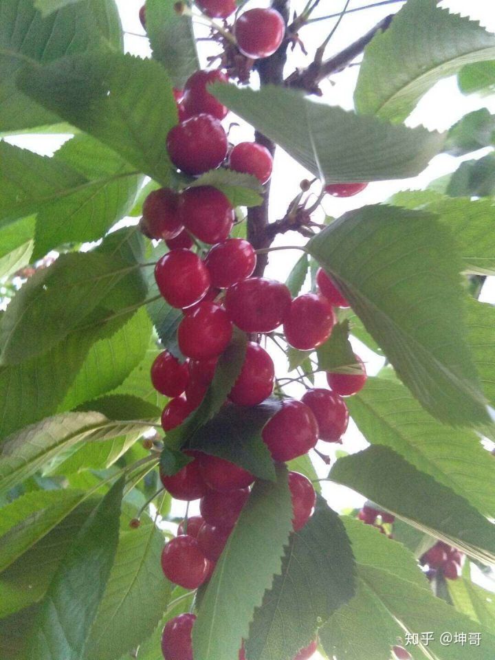 俄罗斯人的真实生活是什么样的,俄罗斯是个怎样的国家