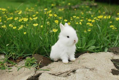 终于把小时候儿歌凑齐了！钦州的你中枪了几个？