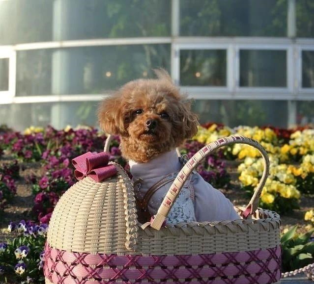 50岁日本主妇,用4500元创业,成为了令人羡慕的“美女总栽