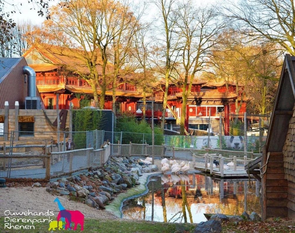 马来西亚为啥退换大熊猫,马来西亚退还中国大熊猫是真的吗