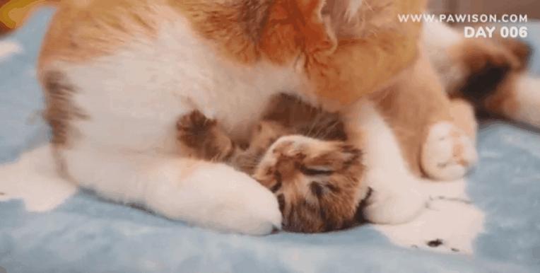 国家一级保护野生猫,国家一级保护哺乳动物名单