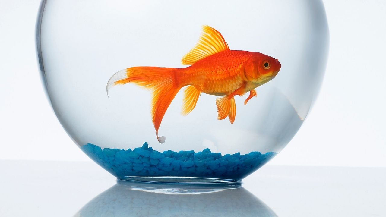 金鱼需要打氧吗,金鱼怎么养没有氧气泵