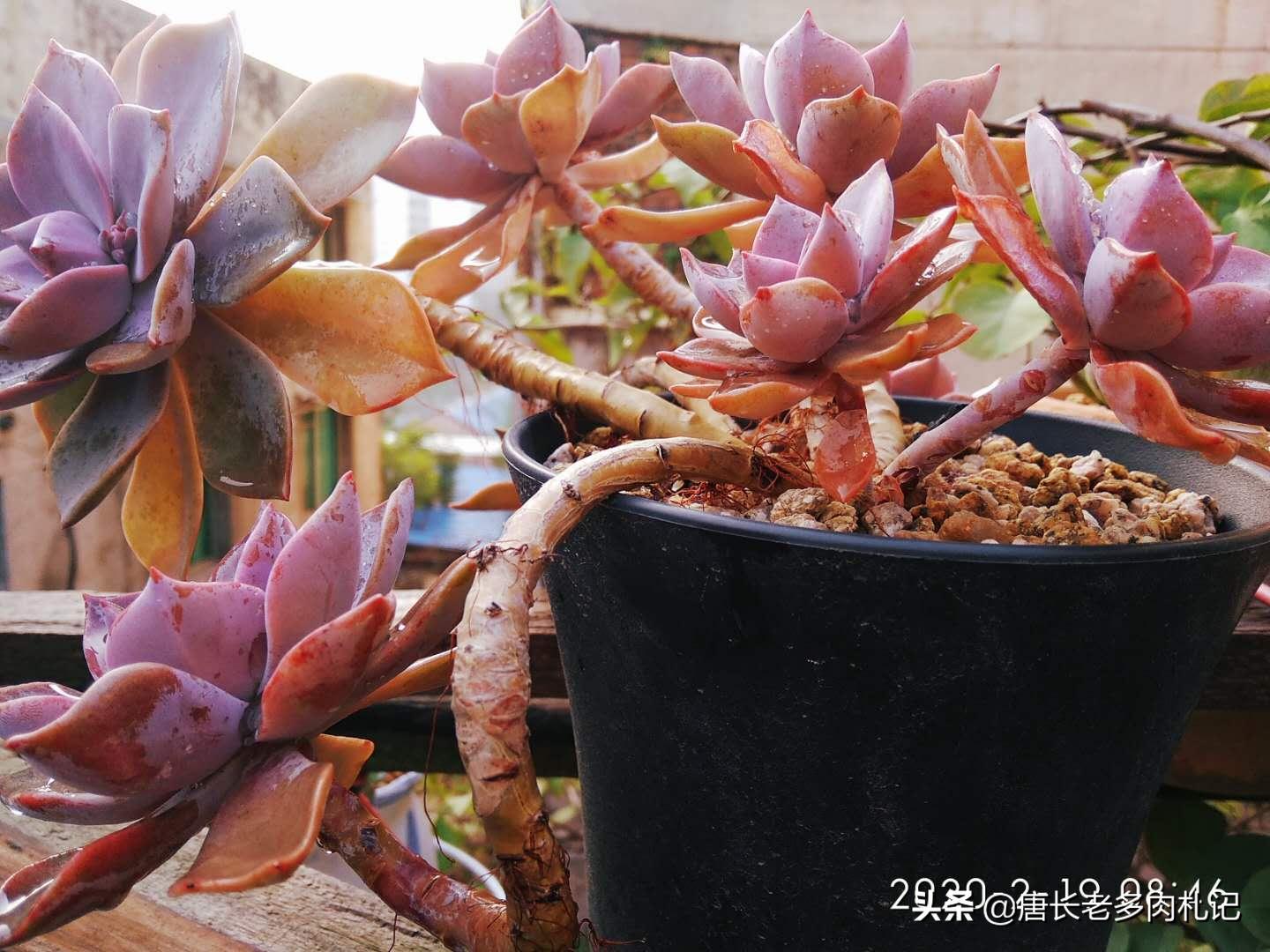 多肉初恋叶子掉落,多肉初恋叶片一碰就掉怎么办