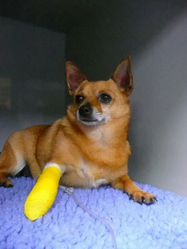 狗吃夏威夷果能自愈么,狗吃夏威夷果中毒喂蜂蜜水可以吗