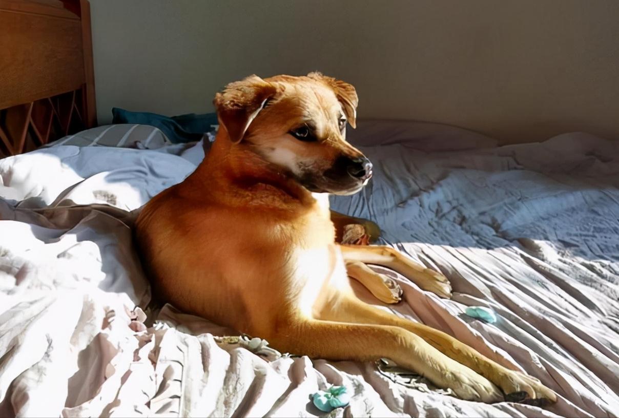 我家狗老是哼哼唧唧的,我家狗有窝不睡就睡地上