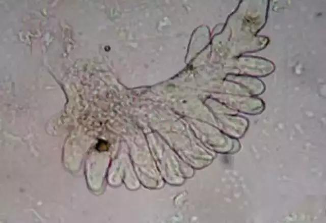 对虾养殖放苗前准备工作,对虾放苗时如何抗应激