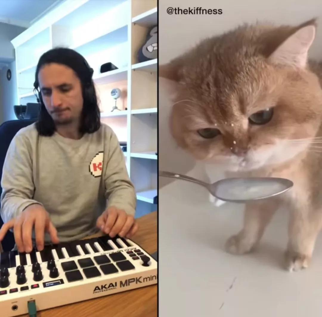 漂亮小奶猫喝奶,4只小奶猫吃豪华大餐