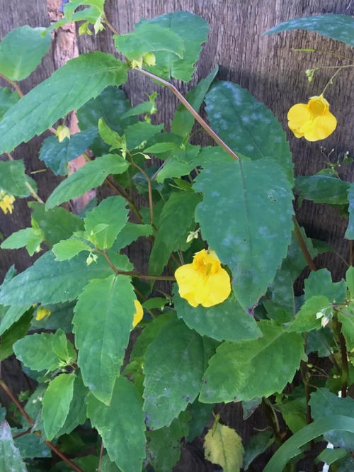 绿山墙的安妮系列有几册,绿山墙的安妮系列大全