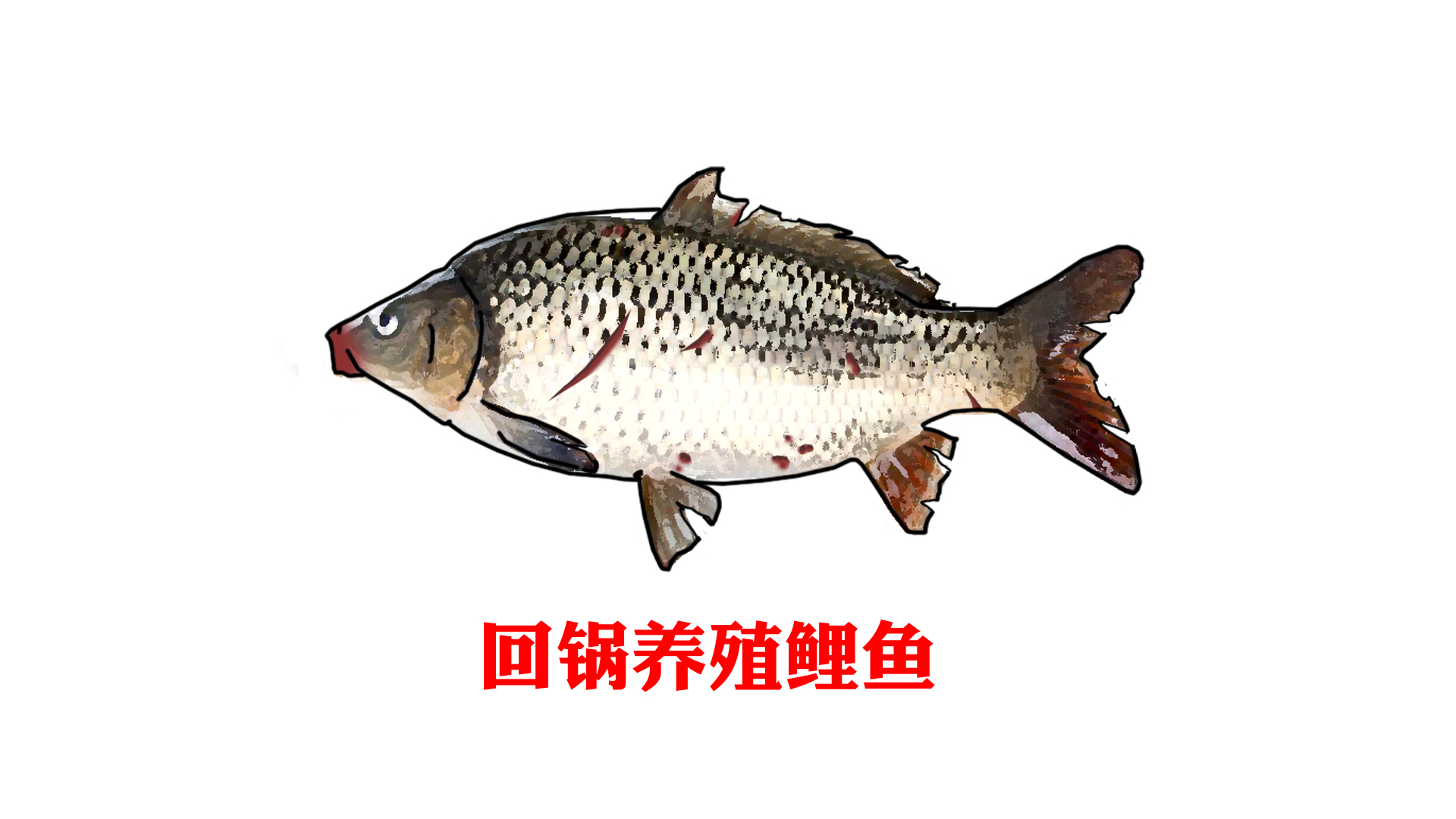 网络曝光坑人的老板,为什么黑坑钓鱼越来越少