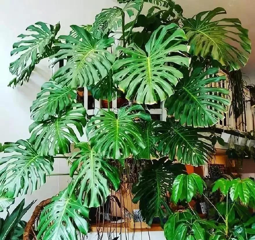 室内吸甲醛最好的10种花,吸甲醛最好的10种花卉