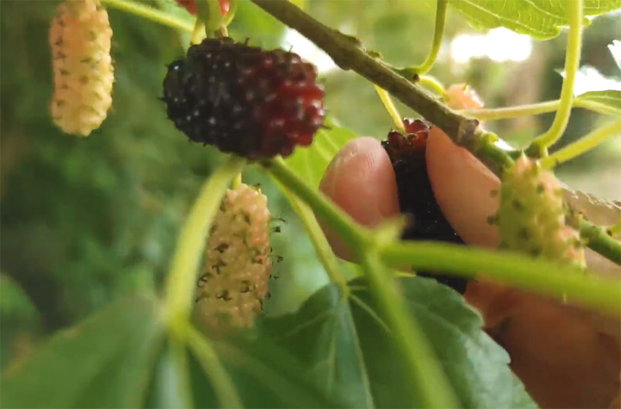 重庆渝北摘桑葚的最佳地方,4月什么地方的桑葚最好