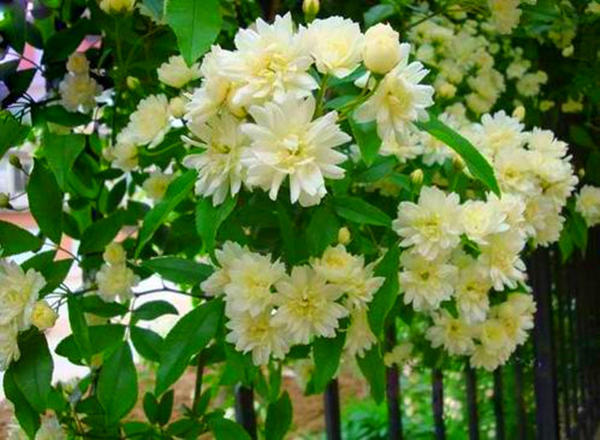 国内一种花，开花时比香水都香，花期长又好养，誉为天下第一香