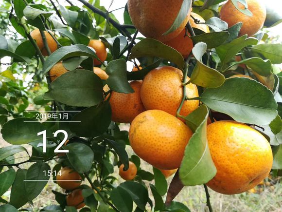 砂糖橘正不正宗,沙糖桔假货都有哪些品种