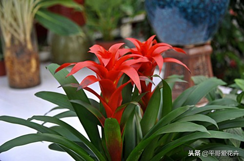鸿运当头结了四个月的花苞不开花,鸿运当头的花怎么养不死