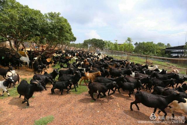 文蕴秀岭，馨怡乐园｜廉江文秀岭农牧场散记
