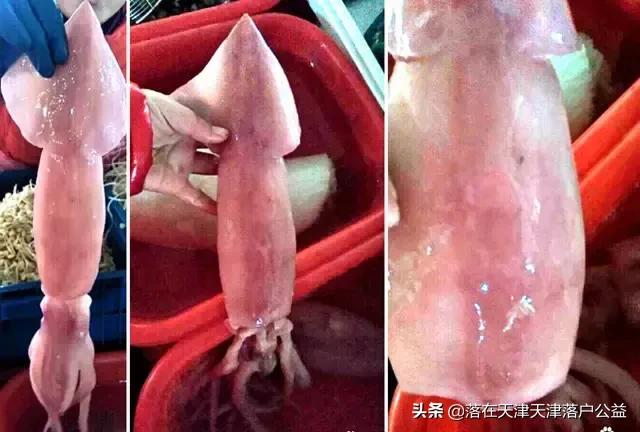 开海了怎么选海鲜,开海了囤点什么海鲜合适