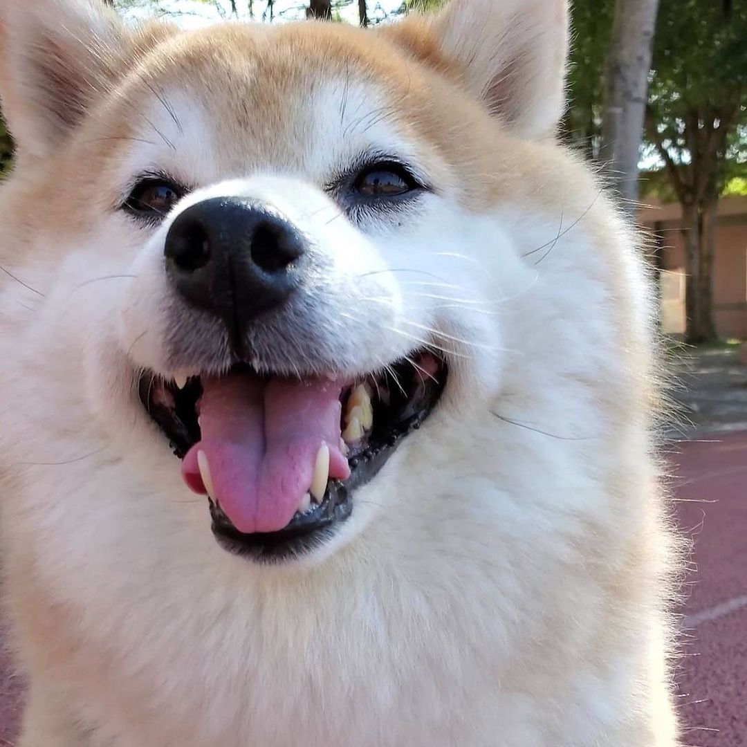 在柴犬犬舍买一只柴犬是什么体验,柴犬为什么宠物店不喜欢