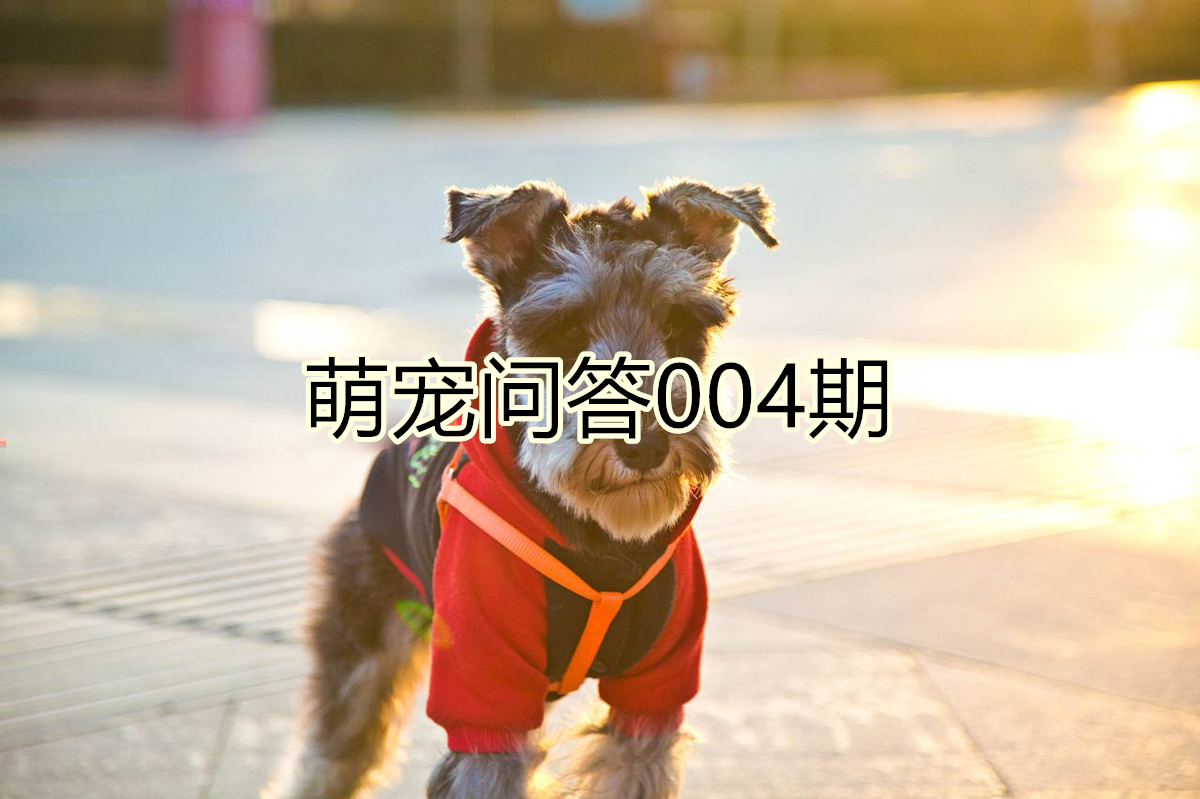 狗狗生理期公狗怎么知道,狗狗生理期又没有公狗怎么办