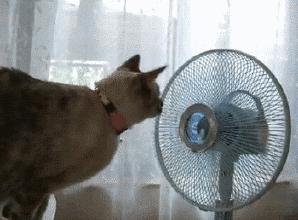 狗吃了柚子会怎样,狗吃柚子吐了