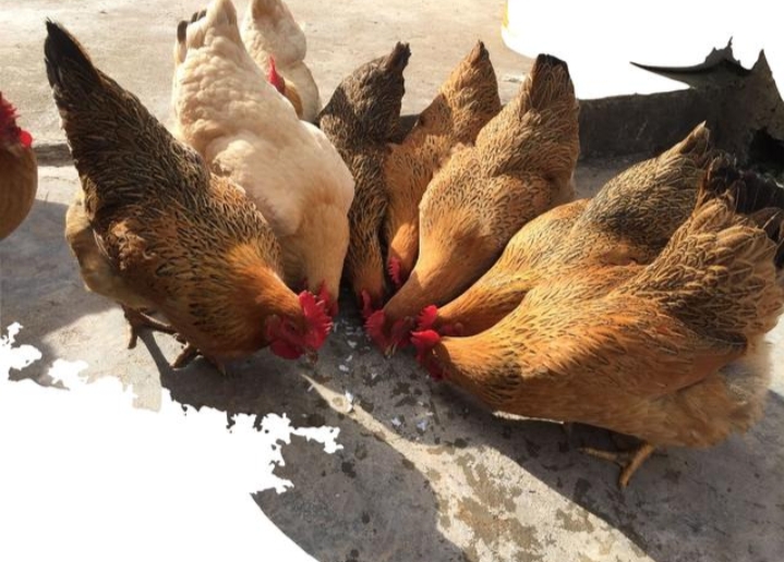 从老家带回来的小笨鸡,想念老家的柴火鸡