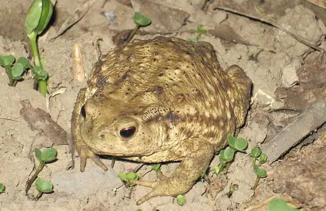 养殖什么稀奇的品种赚钱快又好养,养殖最赚钱的品种