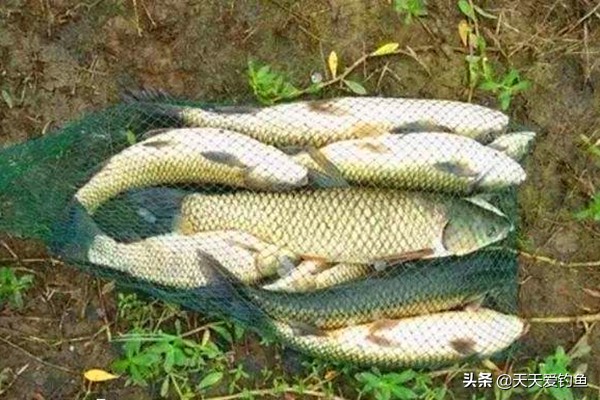 海竿钓草鱼爆炸钩和翻板钩,海竿爆炸钩用什么饵钓鲤鱼草鱼