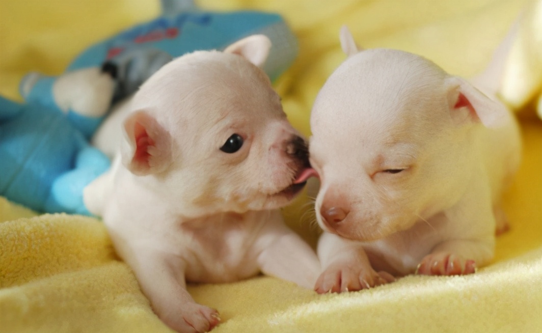 母狗把刚生的宝宝咬伤了要紧吗,母狗为什么会咬死幼崽