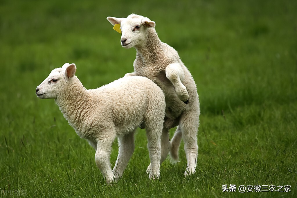 母羊受孕有什么特点,母羊的生殖特点与过程