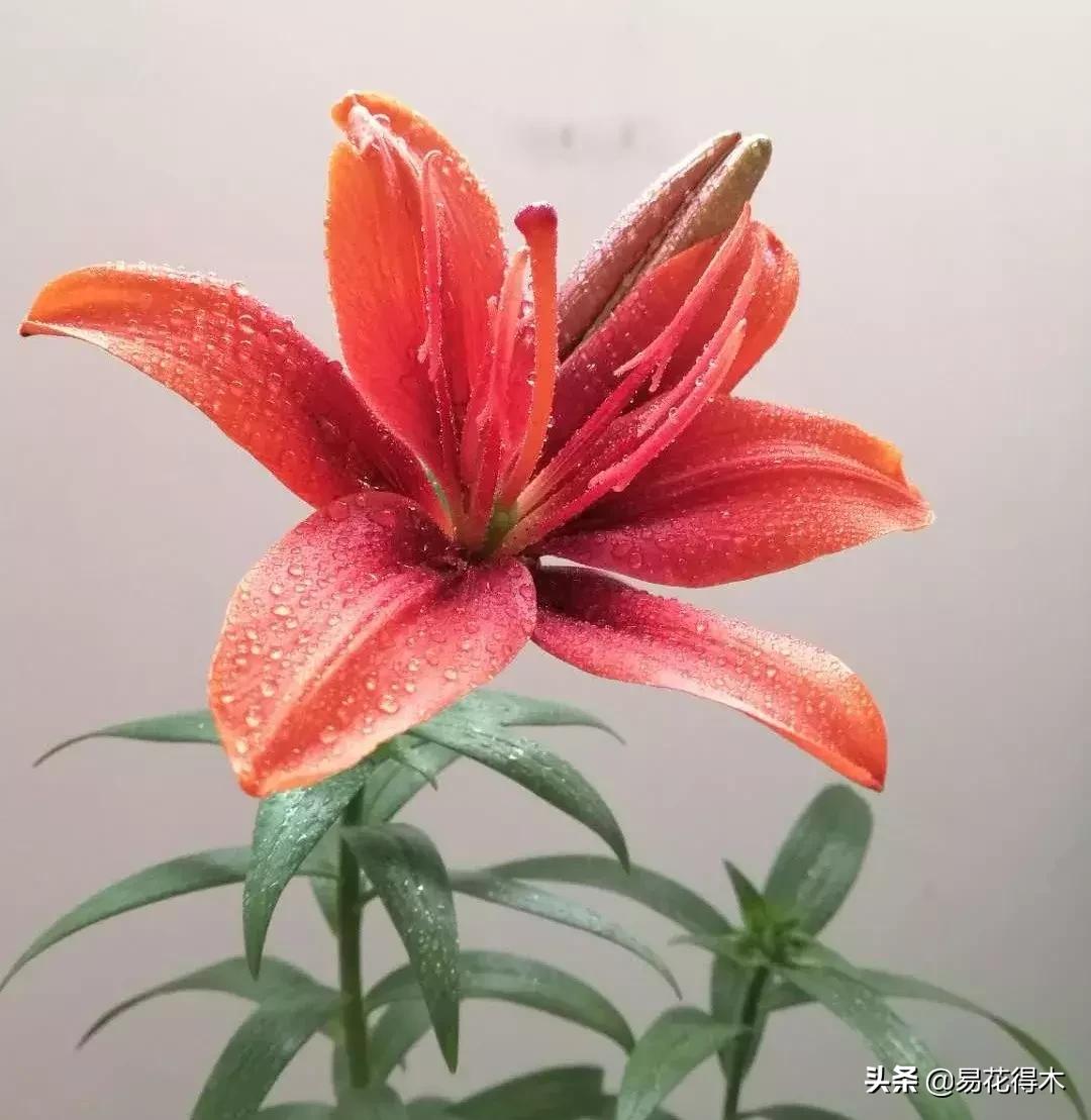 百合花的栽培技术及养护工作,百合花在花期后怎么养护