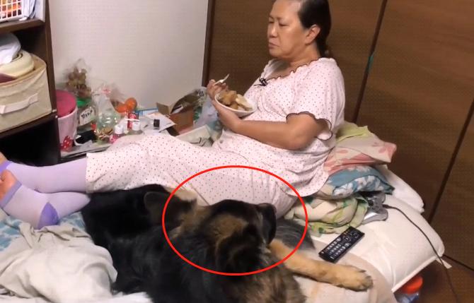 德牧躺在主人怀里睡觉,德牧躺着一动不动只喘气