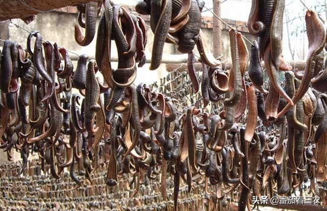 种莲藕为什么要放水蛭,藕田水蛭养殖技术和方法