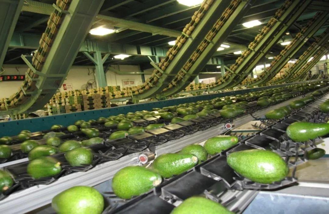 荷兰和以色列哪个发达,荷兰农业以色列农业对比