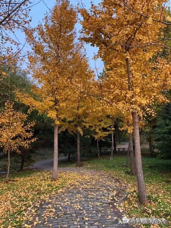 手机摄影怎么拍出好看的景色,手机如何拍出低调的摄影照片