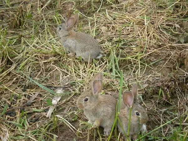野兔养法,野兔散养技术基地