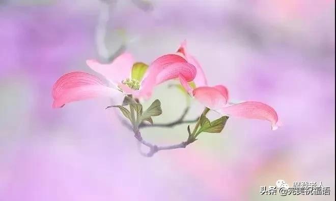 大年初三群相册，有群的都看看，太美了，这辈子见一次值了