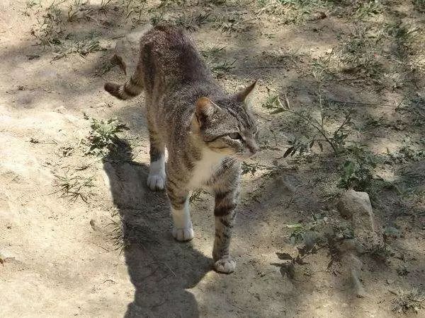 什么原因会导致猫咪便秘,猫咪便便软不成形分析