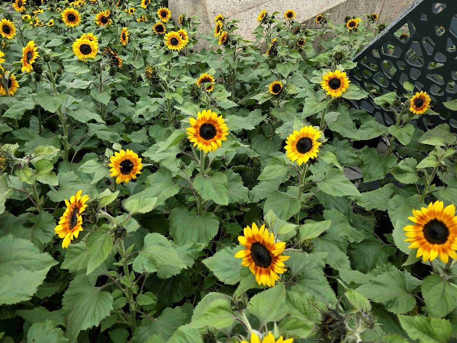 萧亚轩的恋爱观惊人,萧亚轩17次恋爱的视频