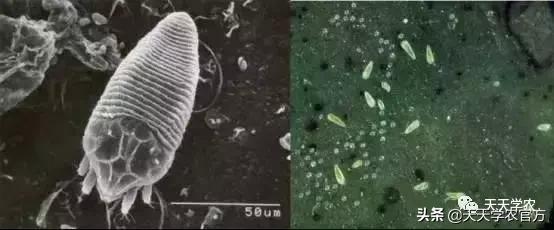锈壁虱和红蜘蛛药一起可以打吗,杀红蜘蛛的药都可以杀锈壁虱吗