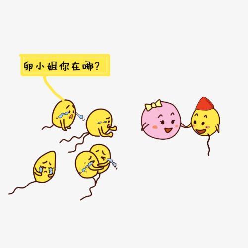 没受孕的小蝌蚪,未和卵细胞结合的精子去哪了