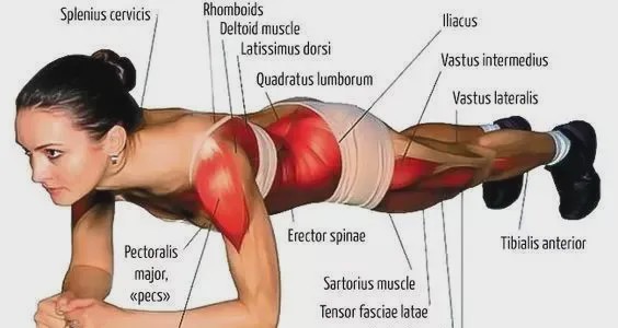 平板支撑坚持十几秒身体发抖,平板支撑坚持100天身体有啥变化