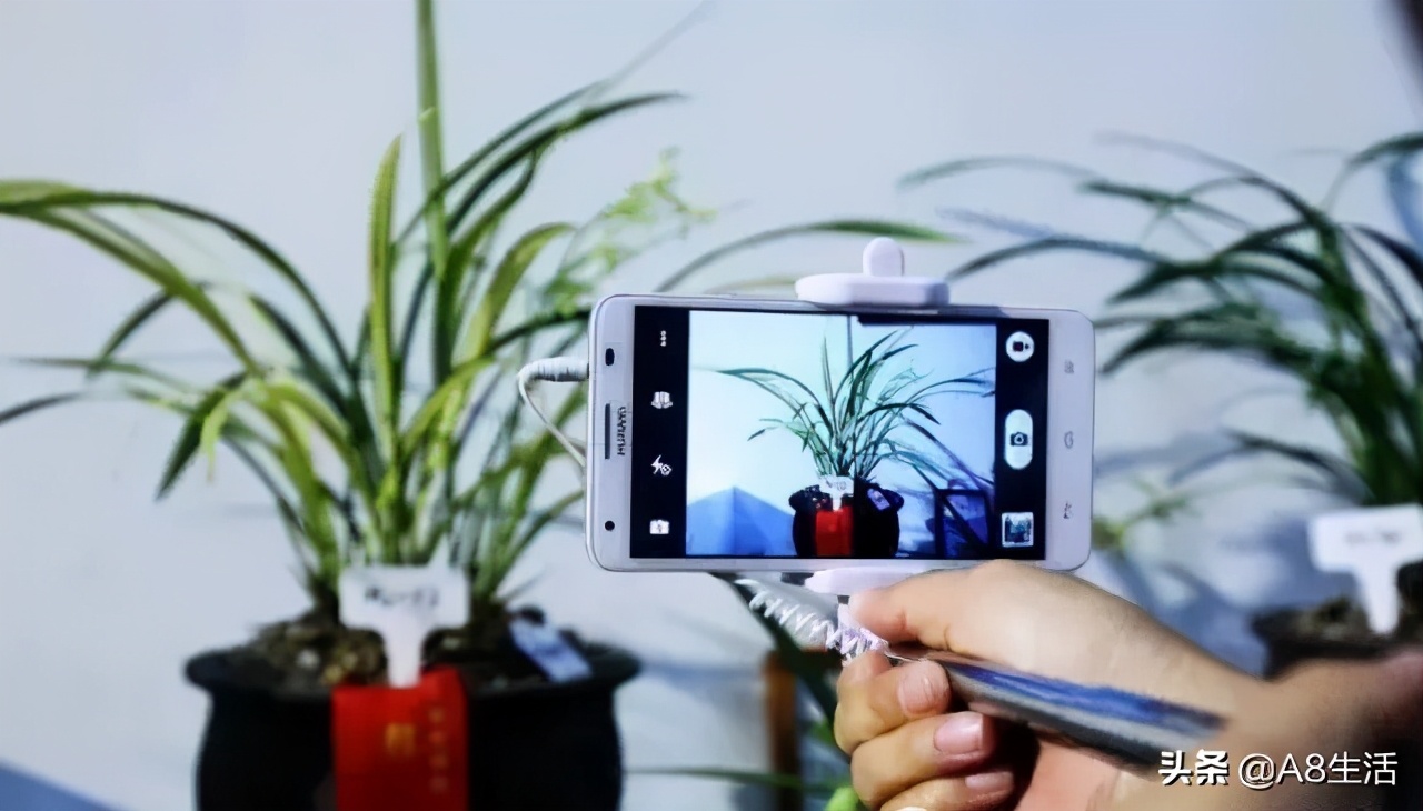 中国兰花名品录,春兰兰花名品大全