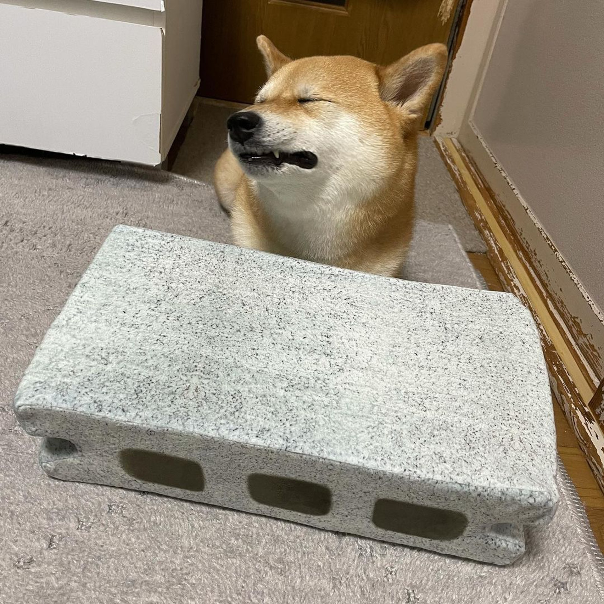 被砖头压住了!影帝柴犬超入戏25个连自己也骗倒的瞬间