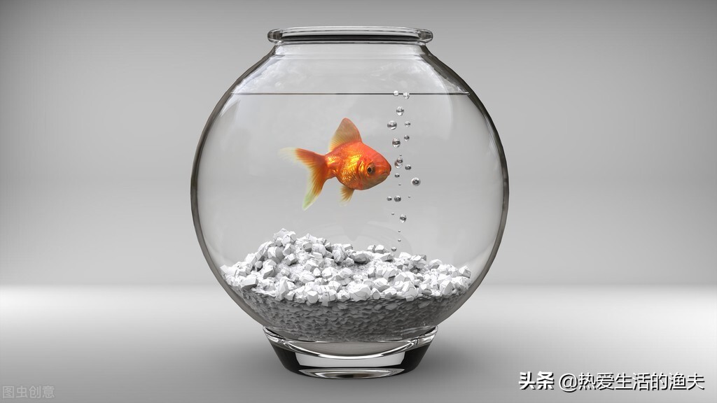 新入缸的鱼侧躺了怎么办,新鱼入缸其他鱼趴缸怎么回事