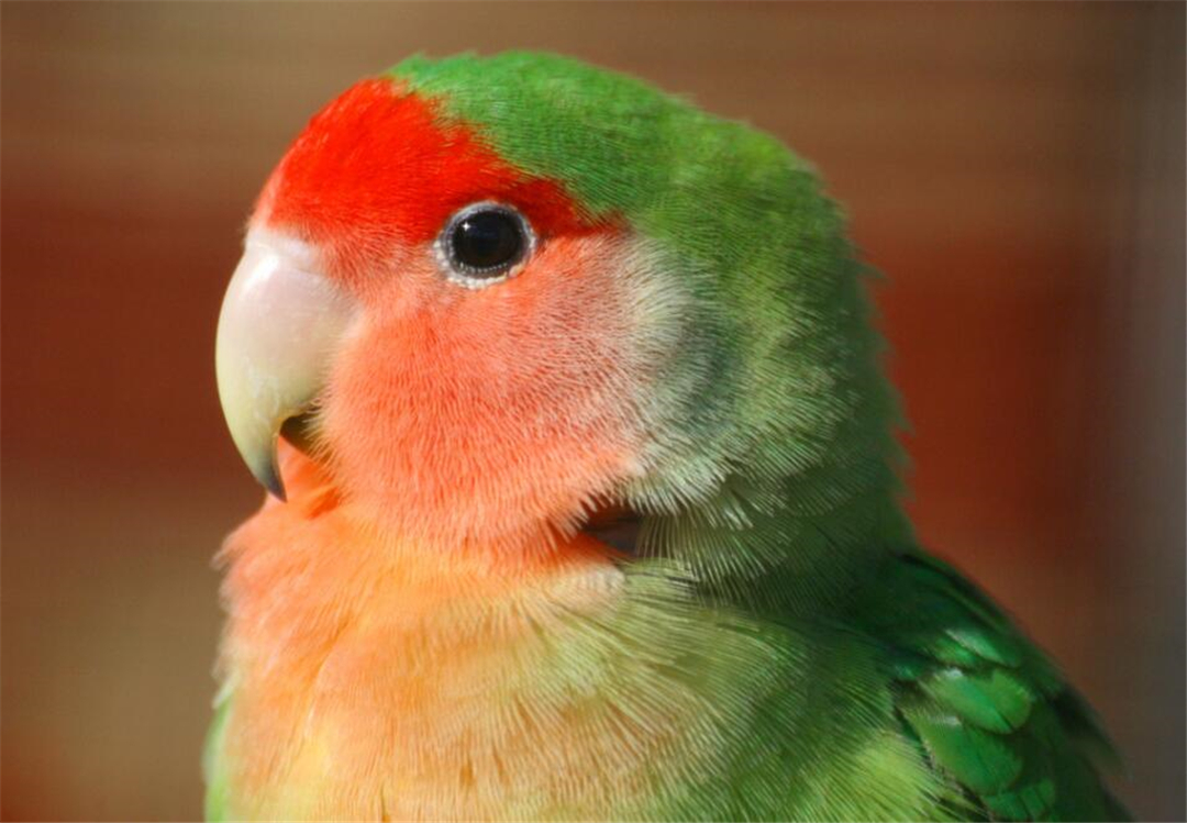 非洲鹦鹉住进仙人掌？从宠物变野生种群，占领一座城市